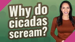 Why do cicadas scream?
