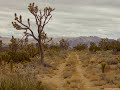 Mojave National Preserve, California 2017