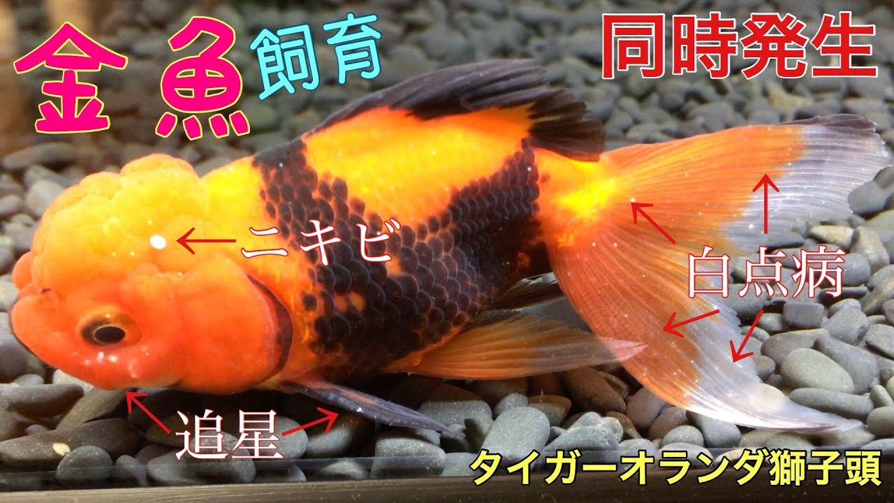 画像をダウンロード 金魚 ニキビ 金魚 ニキビ 体