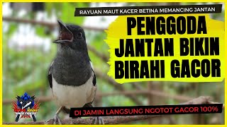 Suara Kacer Betina Gacor Memancing Kacer Jantan | Memanggil jantan Auto Langsung Naik Birahi Gacor