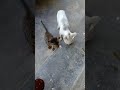 Stray animals also needed to be lovedmimi