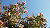 Glossy Abelia - Abelia Grandiflora (Plant I.D. Class) #2