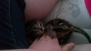 Kitty fight!