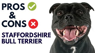 Staffordshire Bull Terrier Breed Pros and Cons | Staffy Dog Advantages and Disadvantages