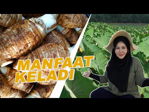 Manfaat kesihatan keladi untuk manusia