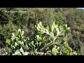 Desde Niña los Traigo del Campo para Comer Bien Sabrosito Así se Cocina en el Rancho