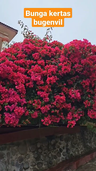 bunga kertas bugenvil #bungakertas #bugenvil