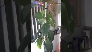 7ft. Indian Rubber Tree - Profiles in Botany #4