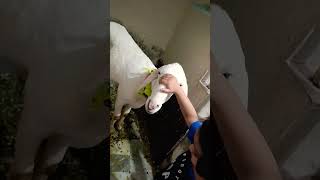 #shorts#viral#qurbani#eidmubarak#dumba#sheep#trending