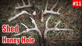 Shed Hunting 2026 - Found a Honey Hole