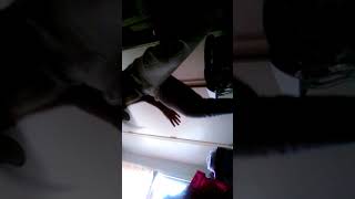 Elisocray