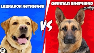 Labrador retriever VS German shepherd | comparison | funny