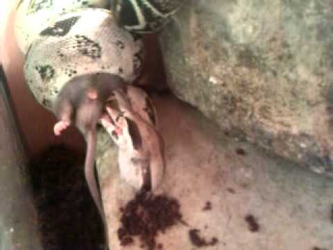 video phone beyonce mp3 Convict vs mouse