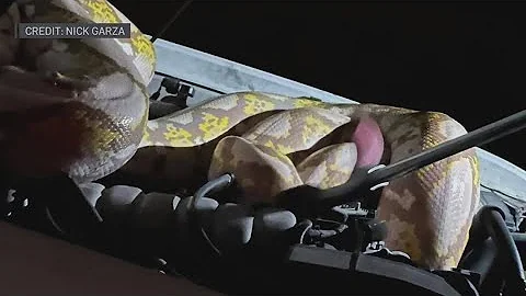 Garland animal control captures 15-foot Python despite 'multiple strike attempts'