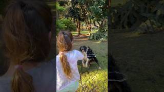 WHO ELSE HAS A WATER DOG?  #waterdog #bordercollie #funnydogs #funnydogvideos #crazydog