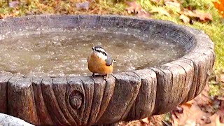 What happens when birds come to frozen bird baths?