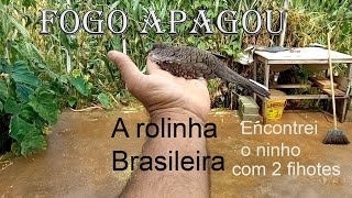 Achei um ninho de rolinha fogo apagou com2 filhotes