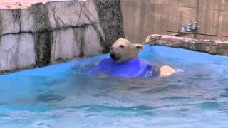 青い樽目がけてダイブのホッキョクグマ~Polar Bear  jumped in toward the toy