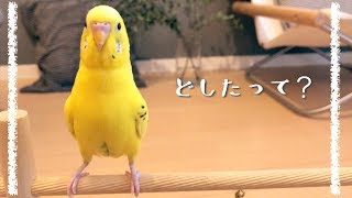 全身使っておしゃべりするセキセイインコ talking budgie