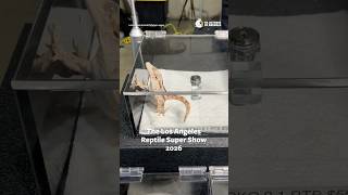 L.A. Reptile Super Show Exploitation!
