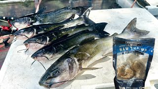 River Catfishing with Shrimp