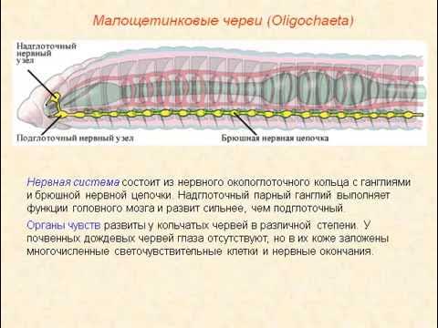 Расположение у червей светочувствительных клеток
