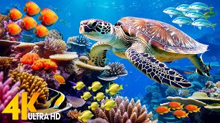 Under Red Sea 4K - Beautiful Coral Reef Fish in Aquarium, Sea Animals for Relaxation - 4K Video #139