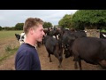 Young Dutch dairy farmer Eric Verschuure on why he farming in Ireland