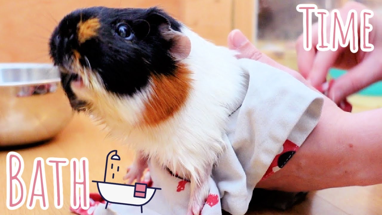 Guinea Pig Bath Time! YouTube