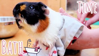 Guinea Pig Bath Time!