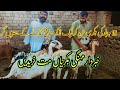 This Person Buy A Goat in Just 15000 and Earn 100000 Per Year From a Goat || Beetal Goat Farming