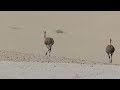 Especie Rhea pennata, especie en vías de extinción