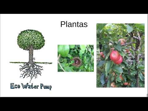 Consciência Ecológica por