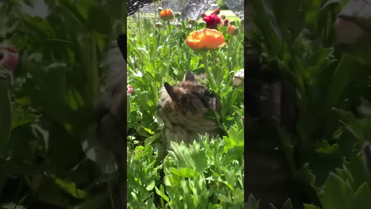 My cat loves the ranunculus patch #gardening #zone5b #ranunculus
