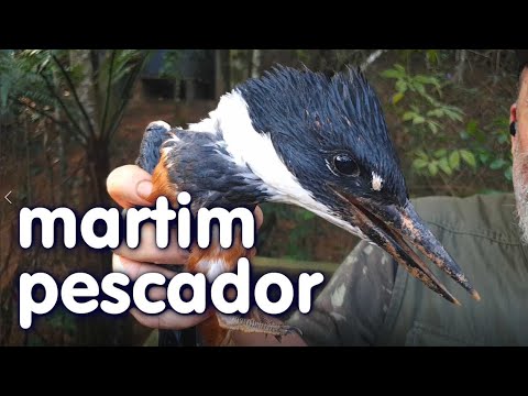Vídeo: Você pode alimentar o martim-pescador?