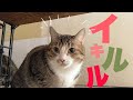 【保護猫シェルター】お待たせしました⁉︎イキルル