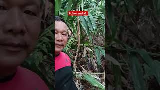 pohan salak dikebun, sudah tak terurus #shorts