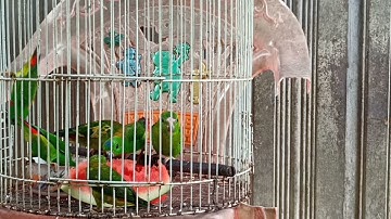 Inilah makanan kesukaan burung serindit