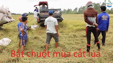 681 | Theo máy cắt lúa bắt chuột đồng | Mouse