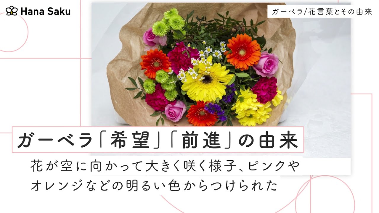 ガーベラの花言葉と由来 色 本数 種類別 英語の花言葉 怖い意味も Hanasaku