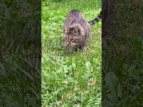 Max Can't Decide: Play or Food? 😹 #funnvvideos