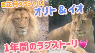 vol.7〜102をギュギュッとお届け！オリトとイオの1年間のラブストーリー！ライオン夫婦vol.168@旭山動物園/1year love story of a lion male ＆female