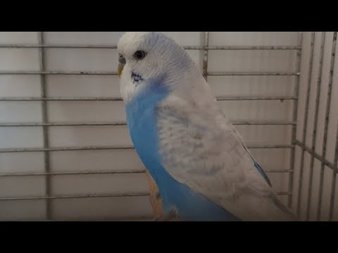 Videó: Hogyan Kell Megtanítani A Papagájokat Beszélni