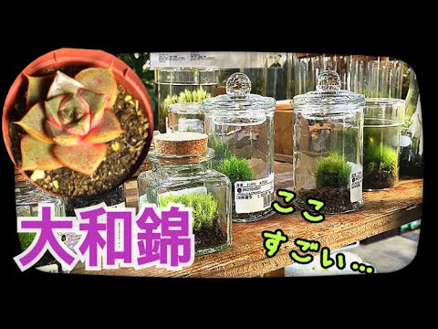 多肉植物 二子玉川のプロトリーフさんへ Youtube
