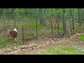 Deer chases dog