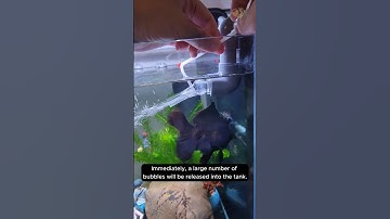 How to increase oxygen in aquarium when using filter #aquatic #youtubeshorts