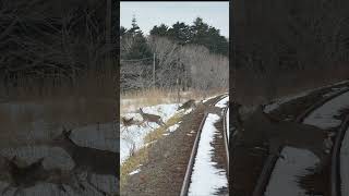 突然の鹿飛び出し！冬のJR北海道花咲線　#JR北海道　#花咲線