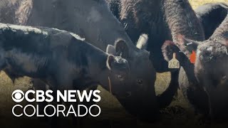 Cattle help Colorado community with wildfire mitigation efforts