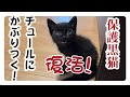 【保護子猫】「回復に向かう子猫。はじめてのチュール」家族4日目