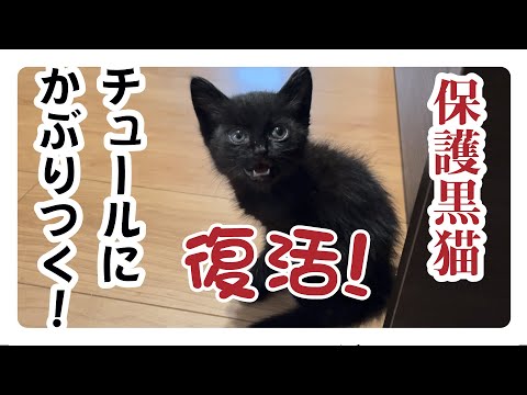【保護子猫】「回復に向かう子猫。はじめてのチュール」家族4日目